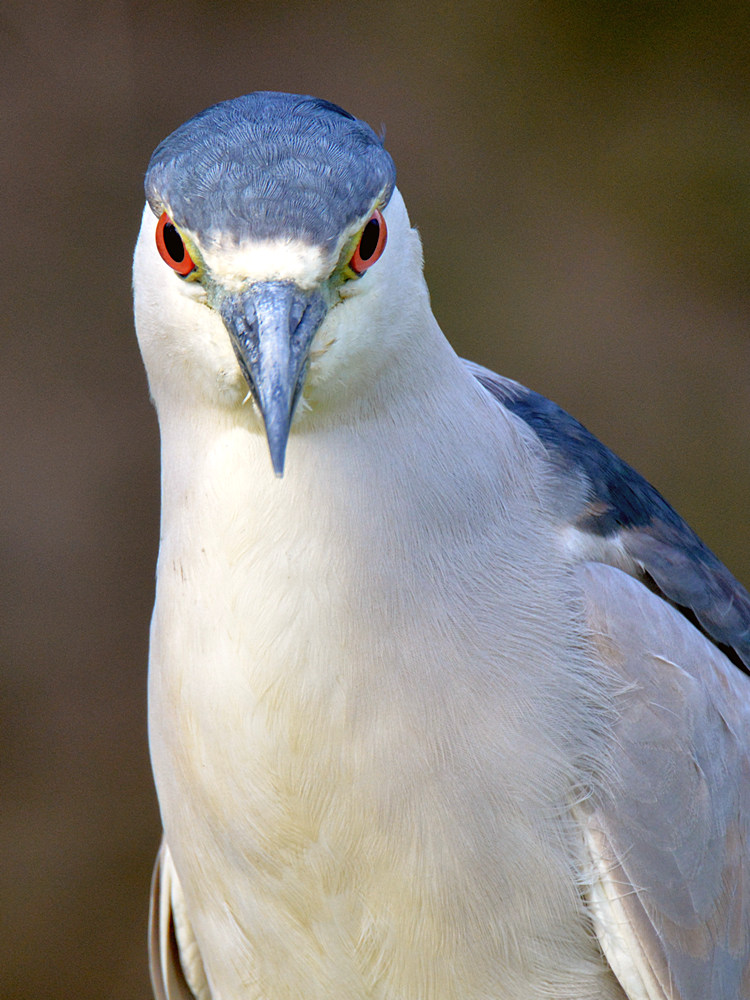 Heron8.jpg