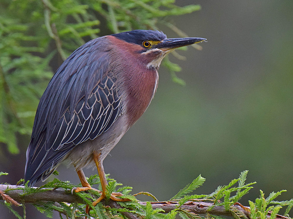 Heron8.jpg