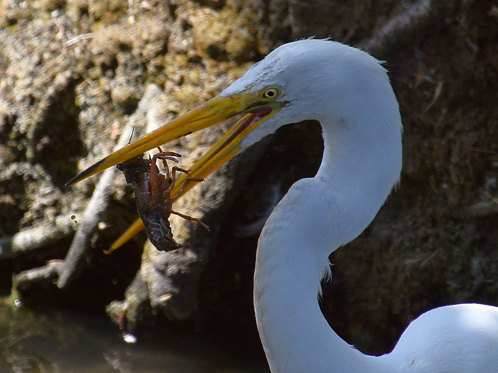 Heron8.jpg