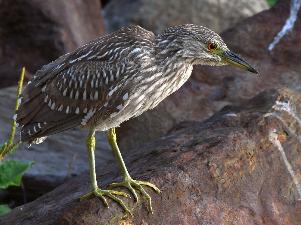 Heron8.jpg