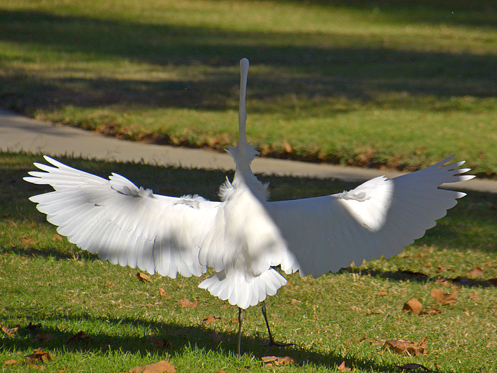 Heron9.jpg