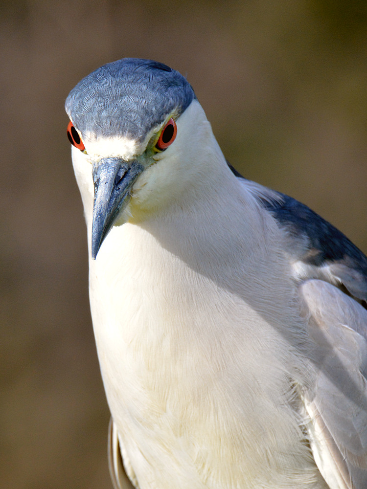Heron9.jpg