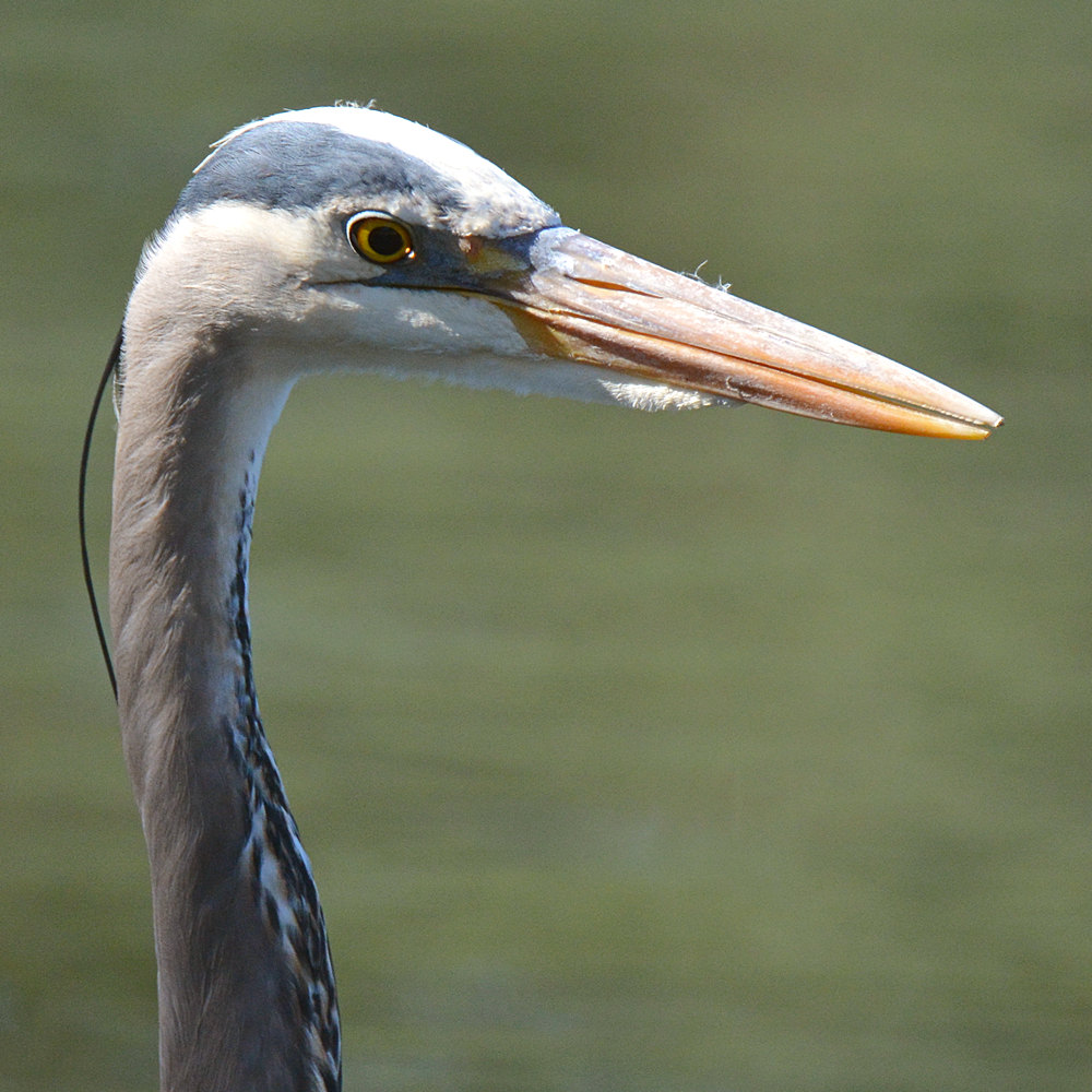 Heron9.jpg