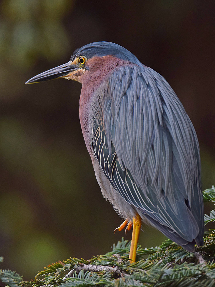 Heron9.jpg