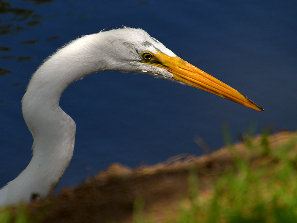 Heron9.jpg