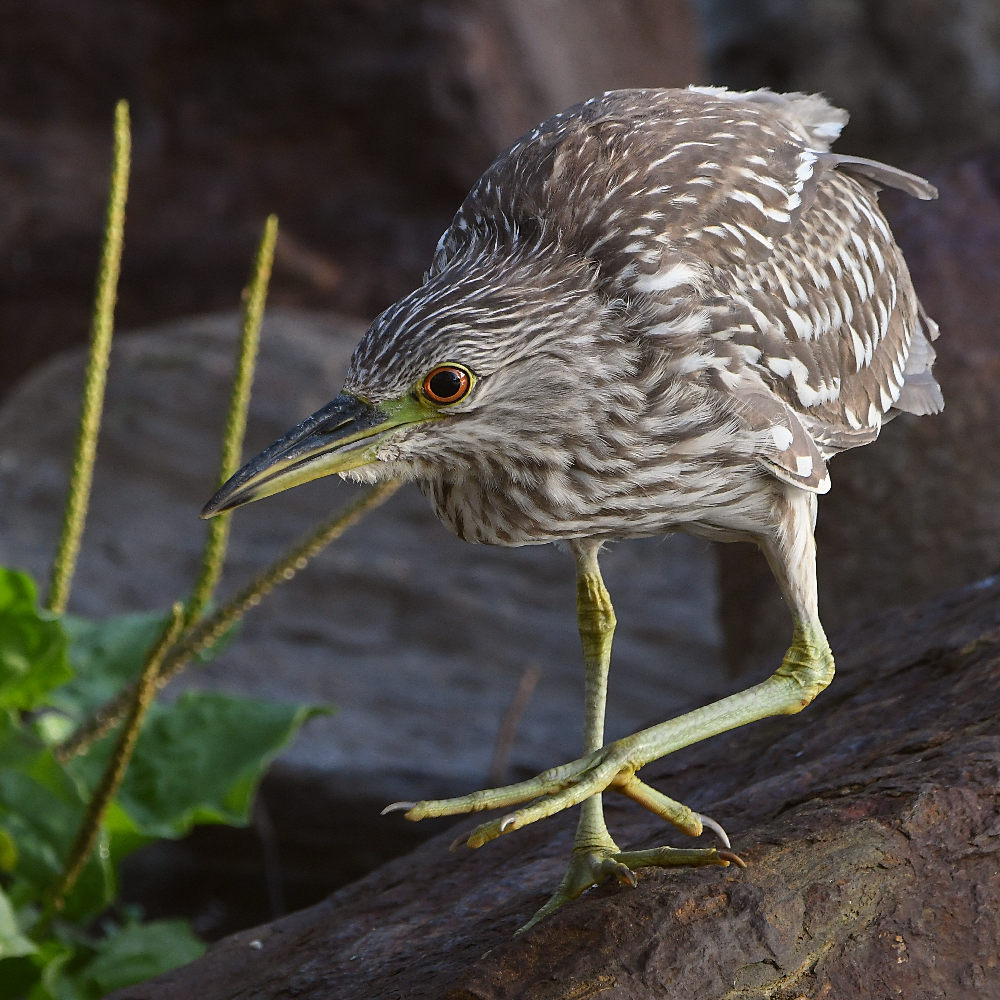 Heron9.jpg
