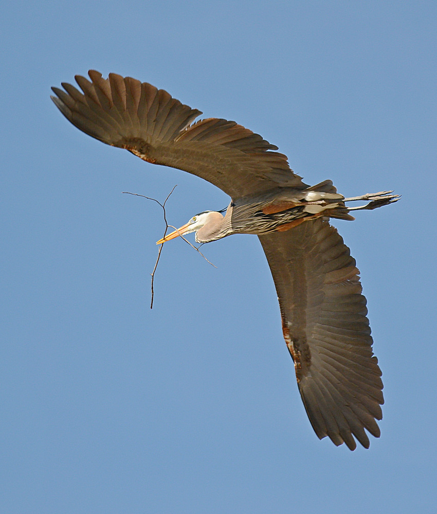 Heron9.jpg
