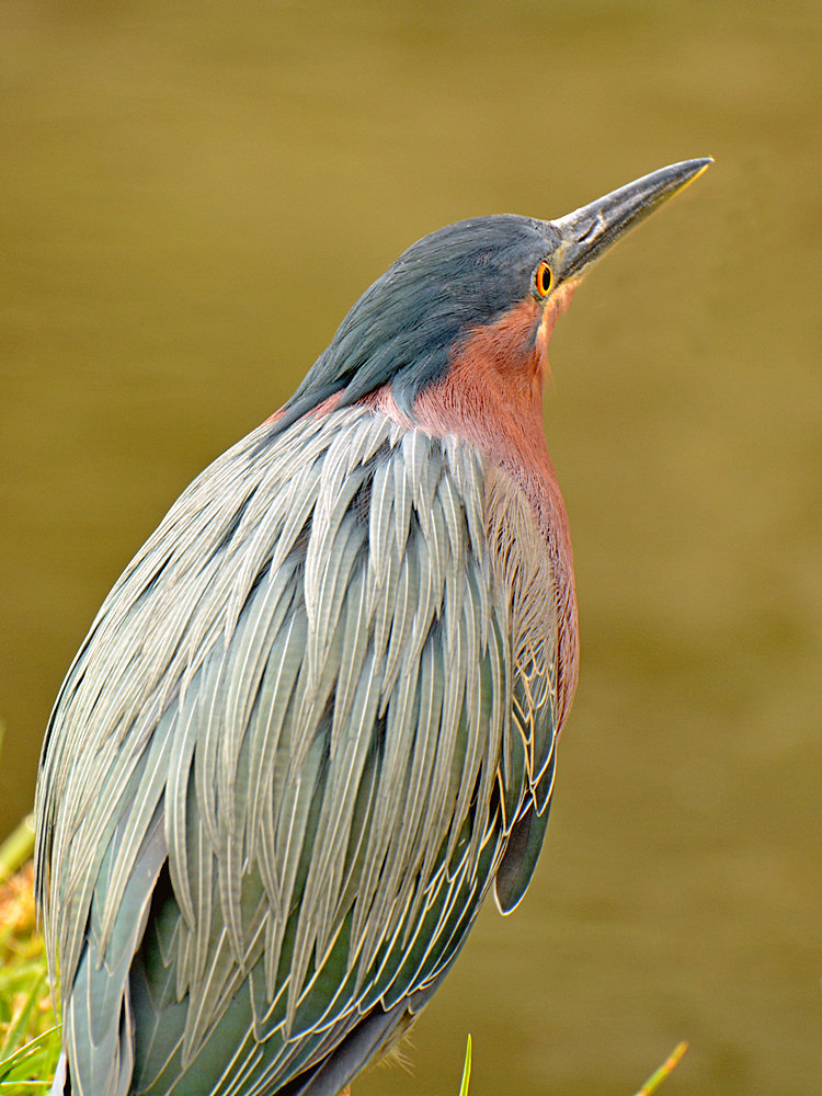 Heron_2015_02_22.jpg