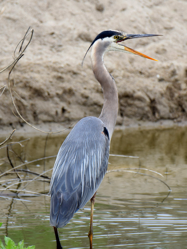Heron_2015_05_27.jpg