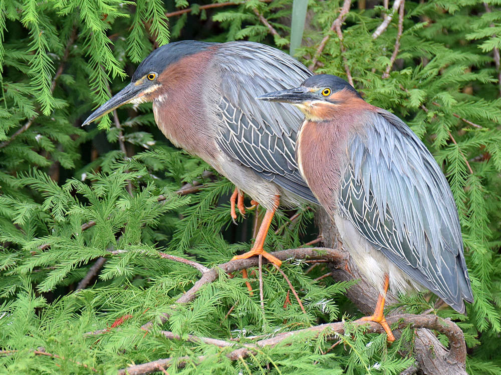 Herons.jpg