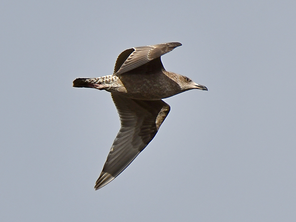 HerringGull.jpg