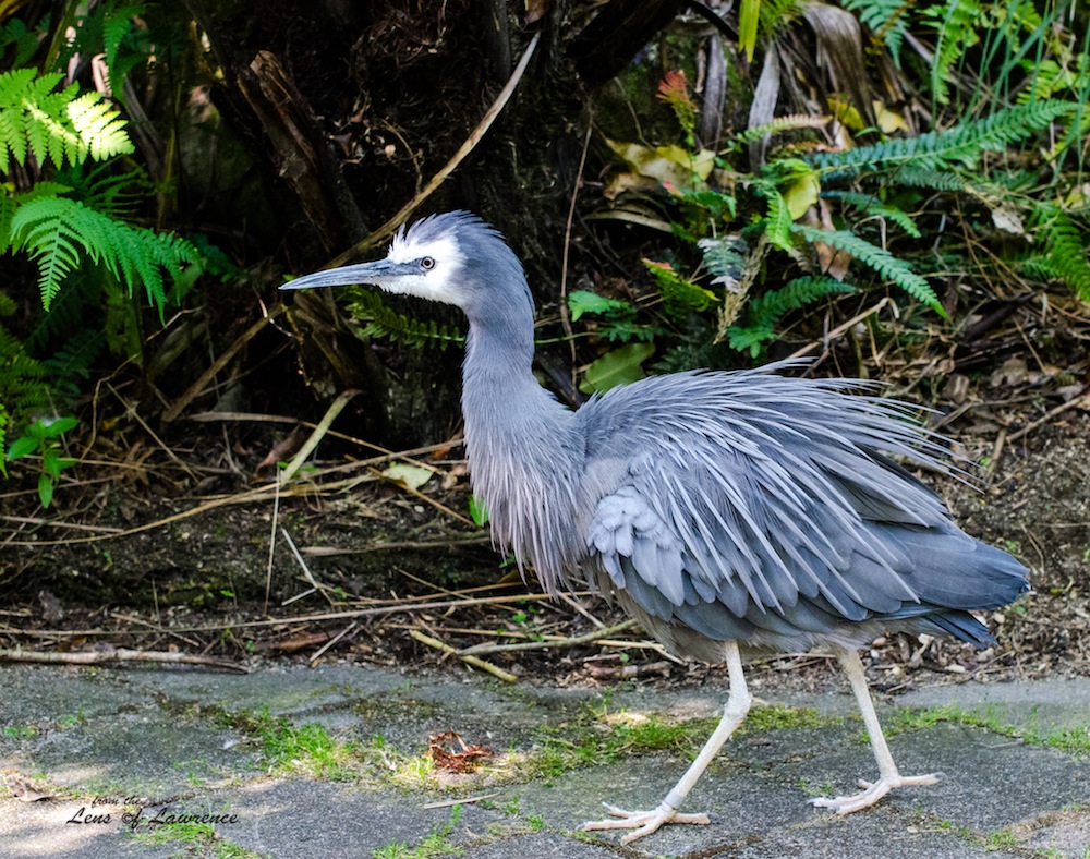 Herron LOL.jpg