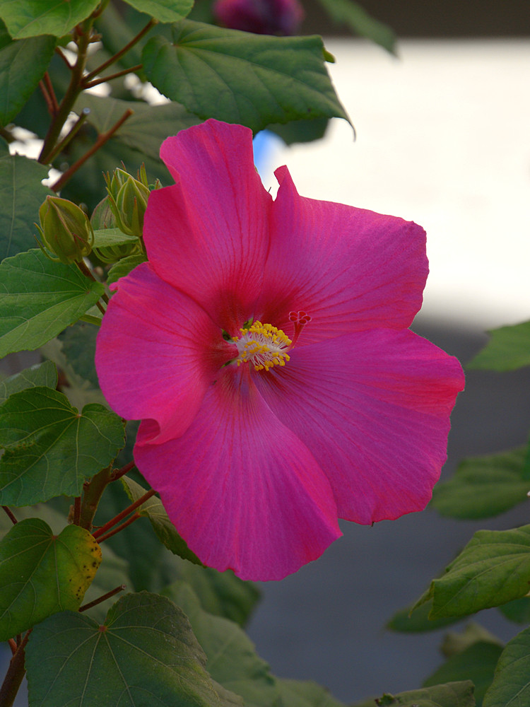 Hibiscus.jpg