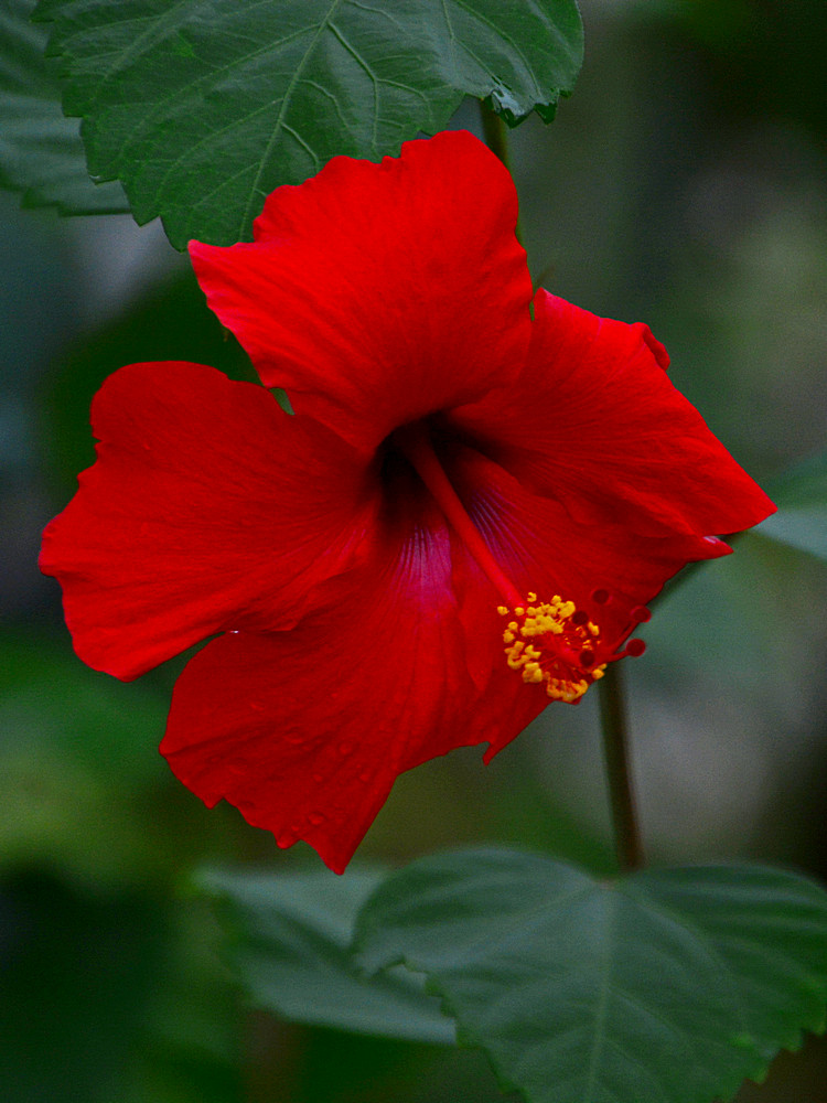Hibiscus.jpg