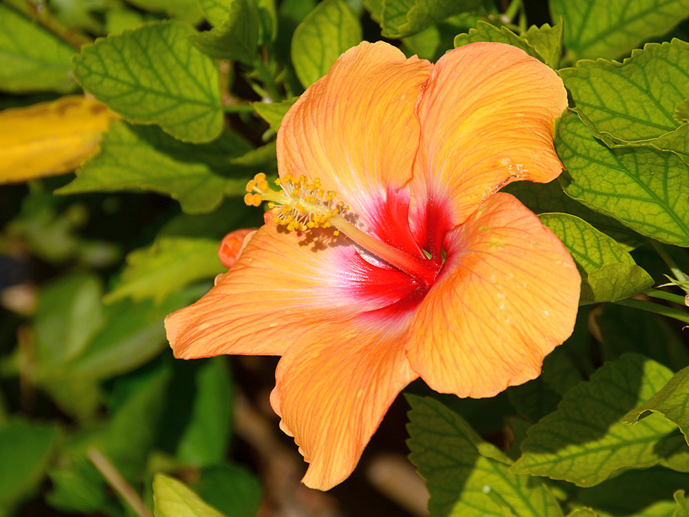 Hibiscus.jpg