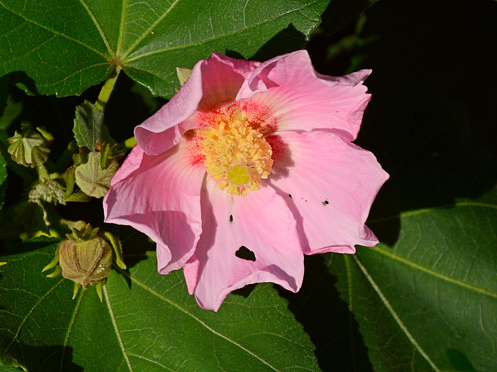 Hibiscus.jpg