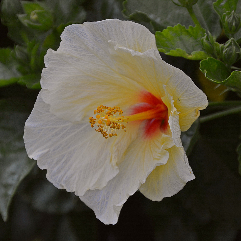 Hibiscus.jpg