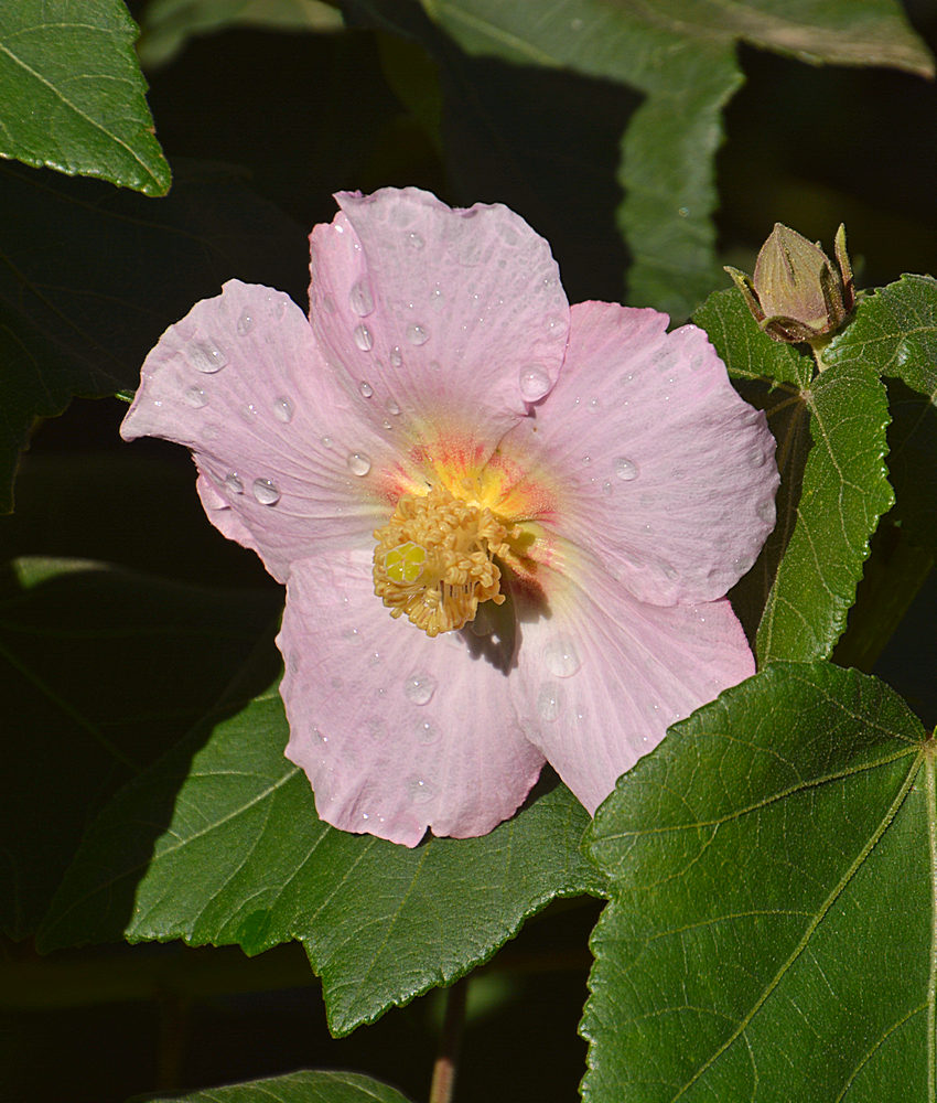 Hibiscus.jpg