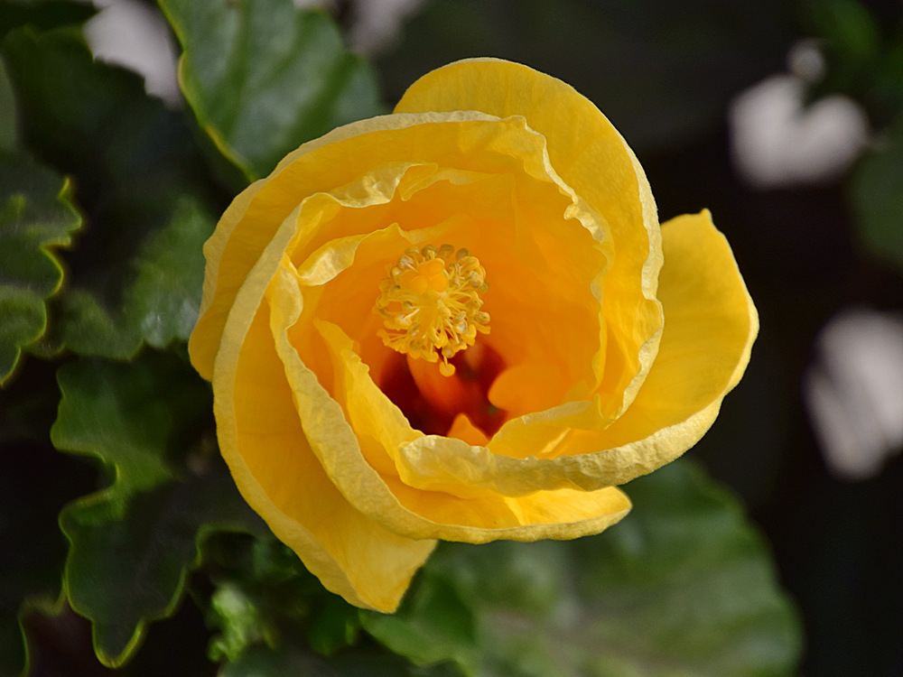 Hibiscus.jpg