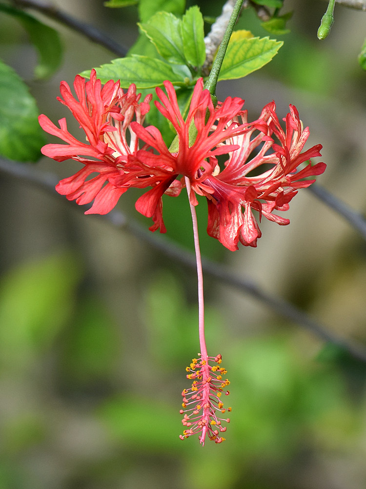 Hibiscus.jpg