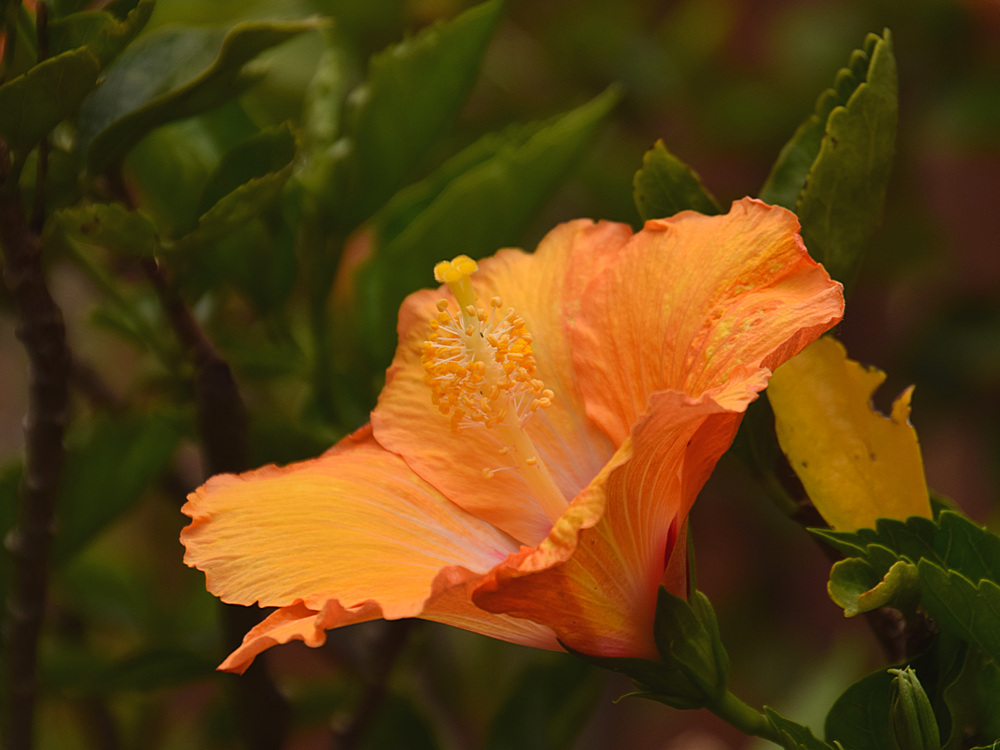 Hibiscus.jpg