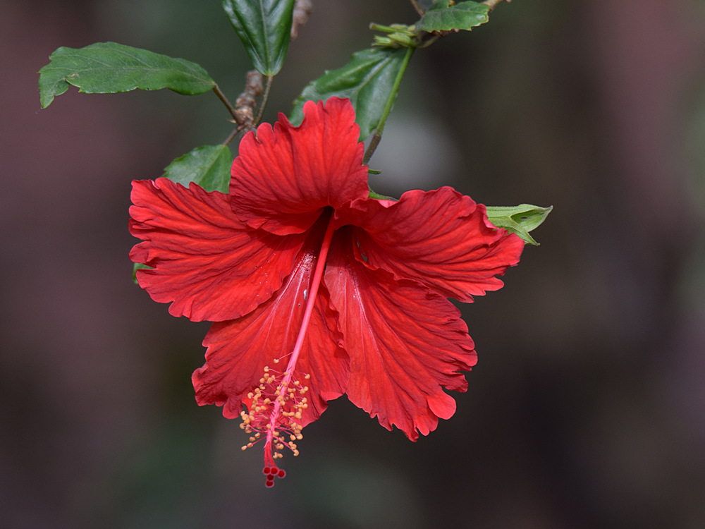 Hibiscus.jpg