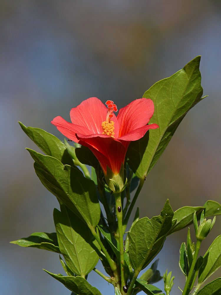 Hibiscus.jpg