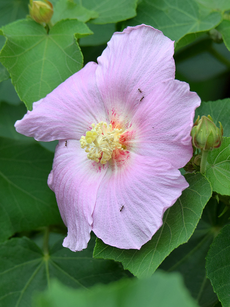Hibiscus.jpg