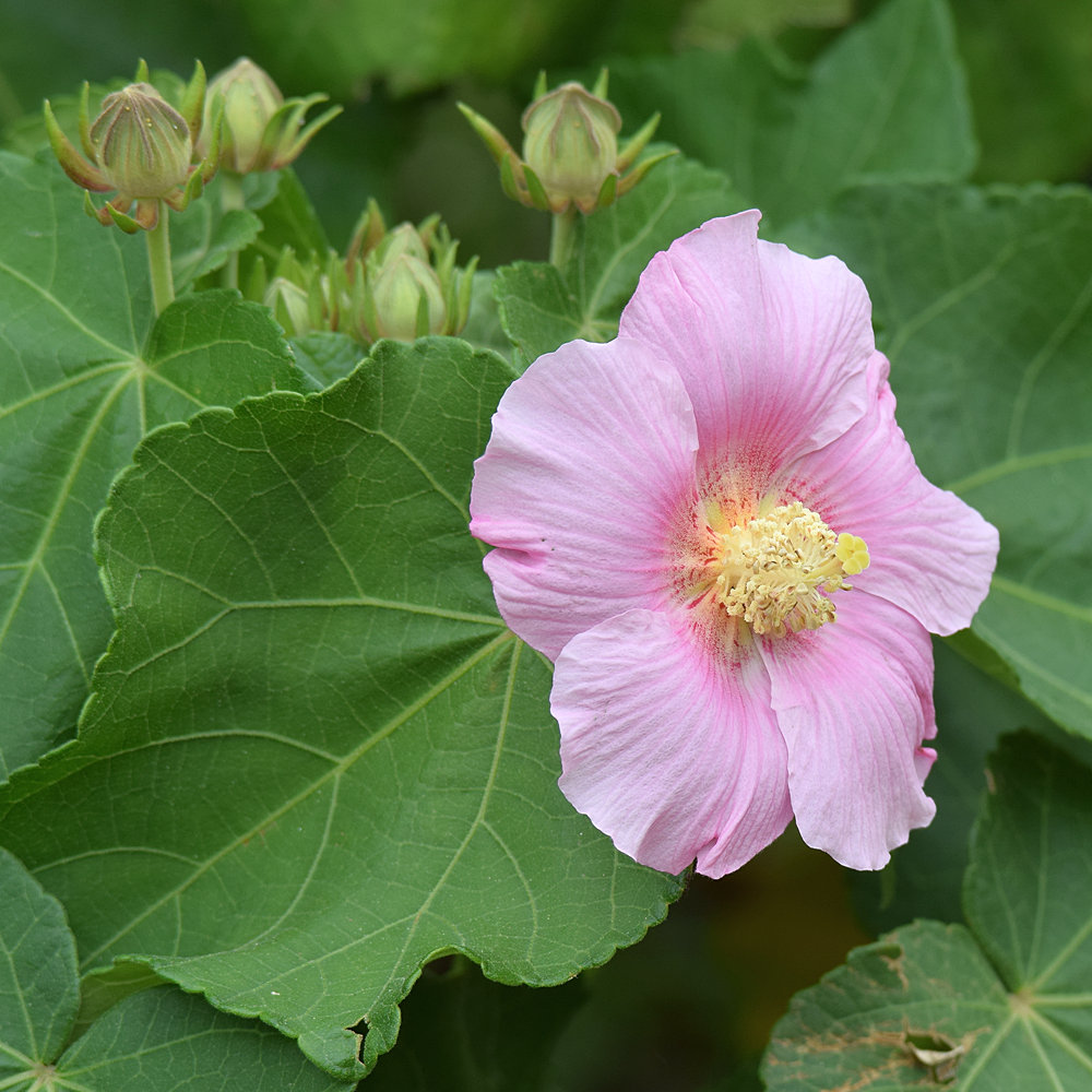 Hibiscus.jpg