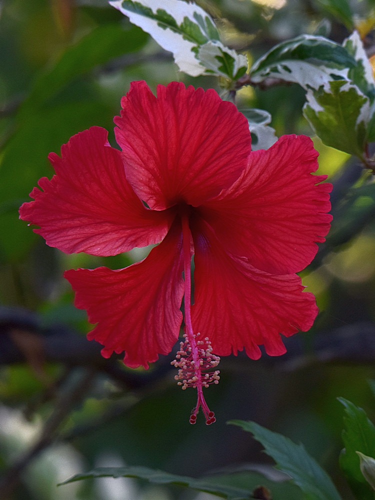 Hibiscus.jpg