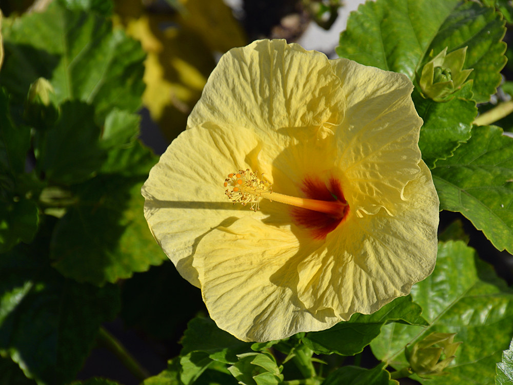 Hibiscus.jpg