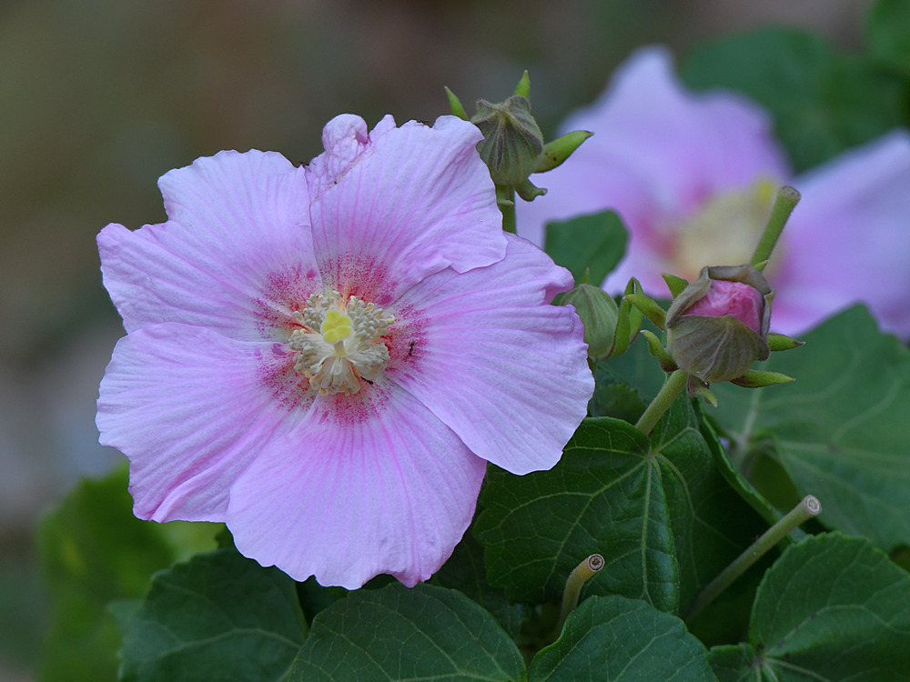 Hibiscus.jpg