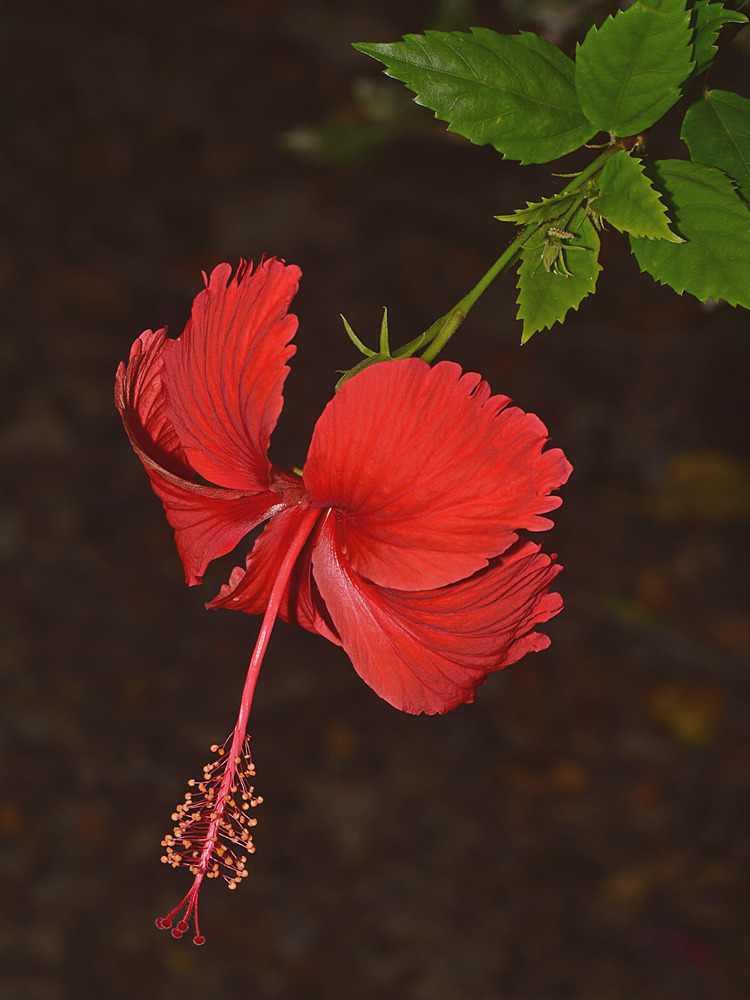 Hibiscus.jpg