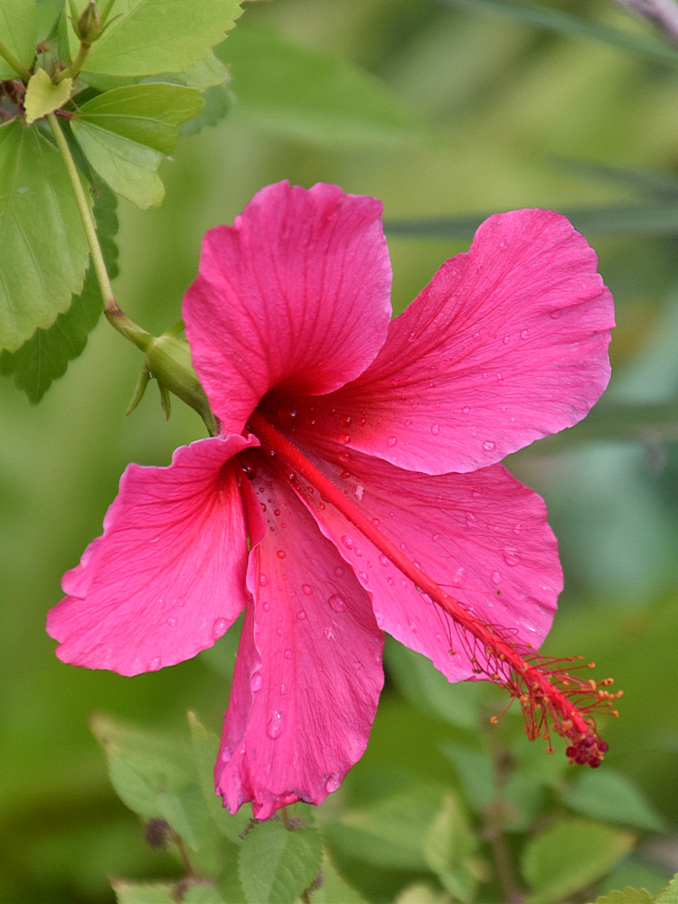 Hibiscus.jpg