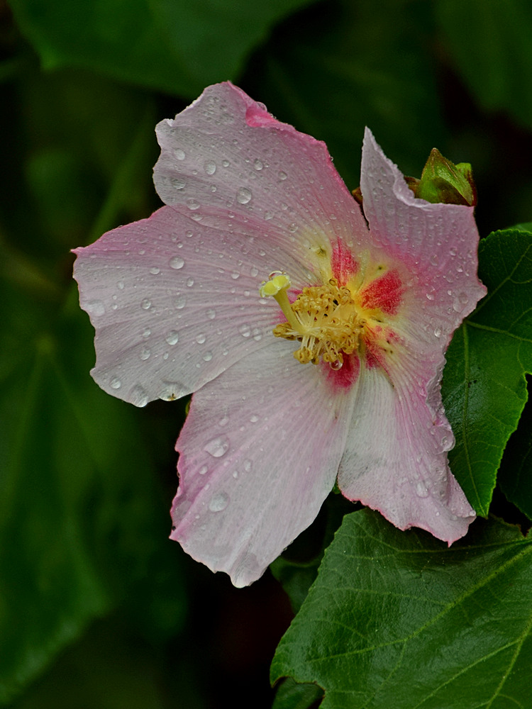Hibiscus.jpg