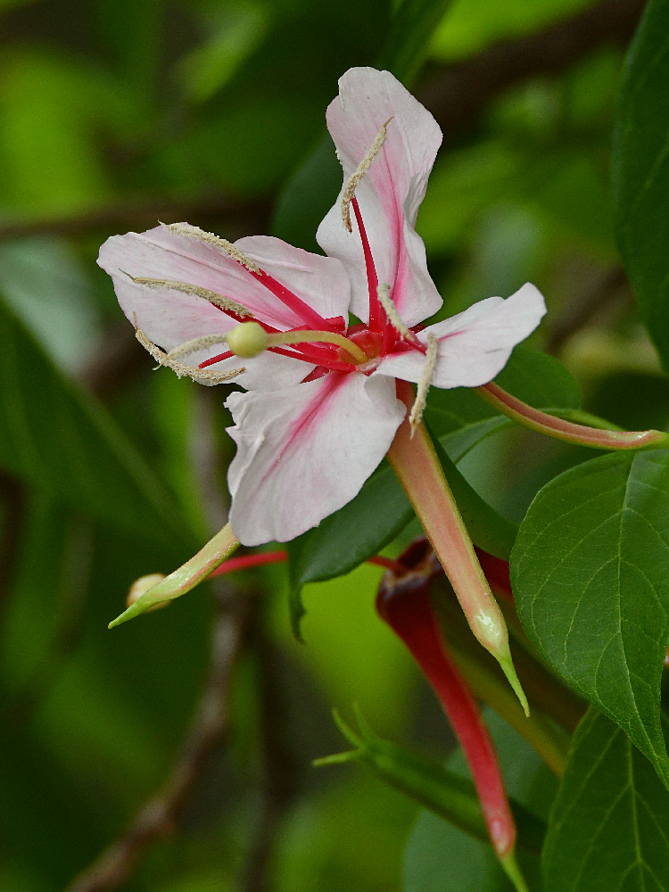 Hibiscus.jpg