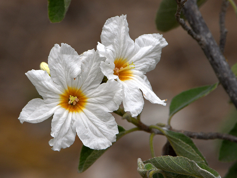 Hibiscus.jpg
