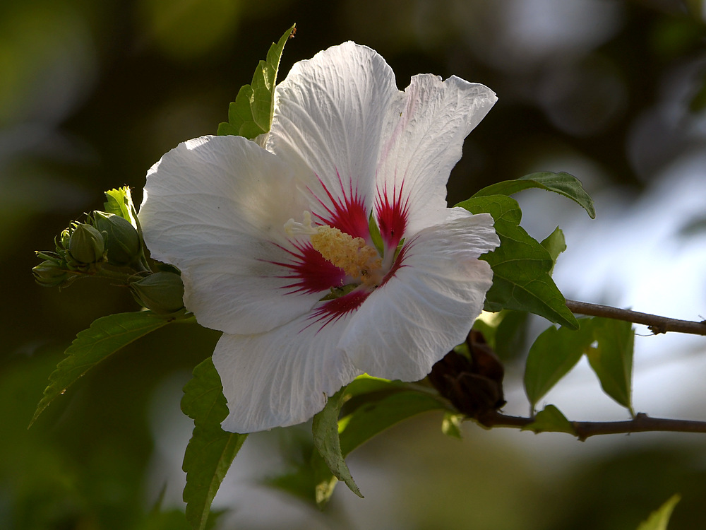Hibiscus.jpg