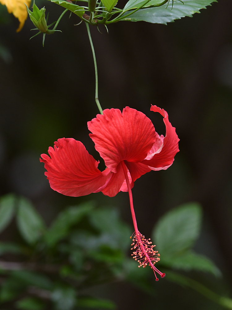 Hibiscus.jpg