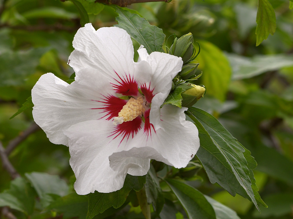 Hibiscus.jpg
