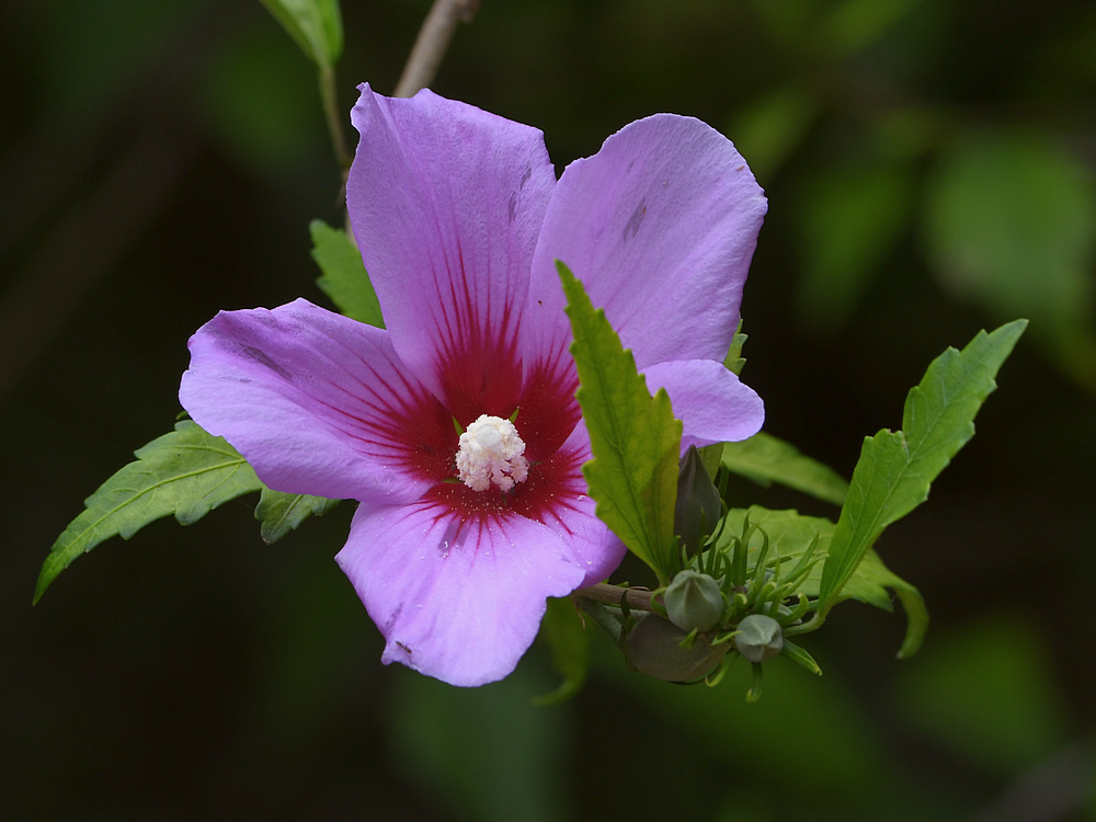 Hibiscus.jpg