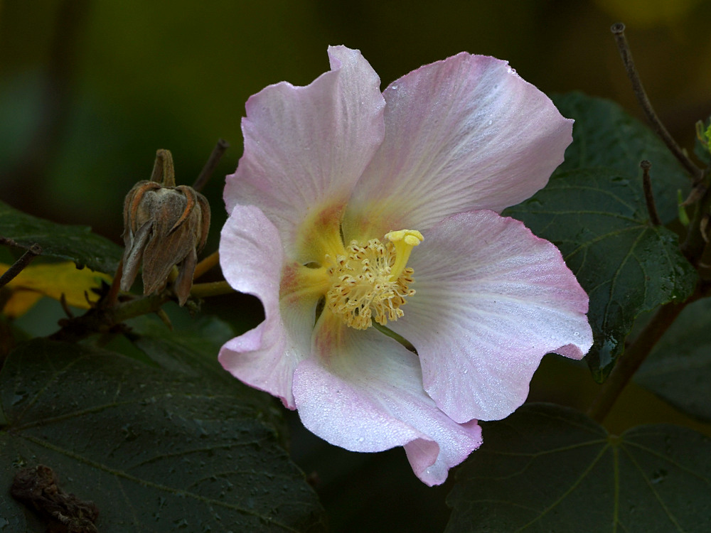 Hibiscus.jpg