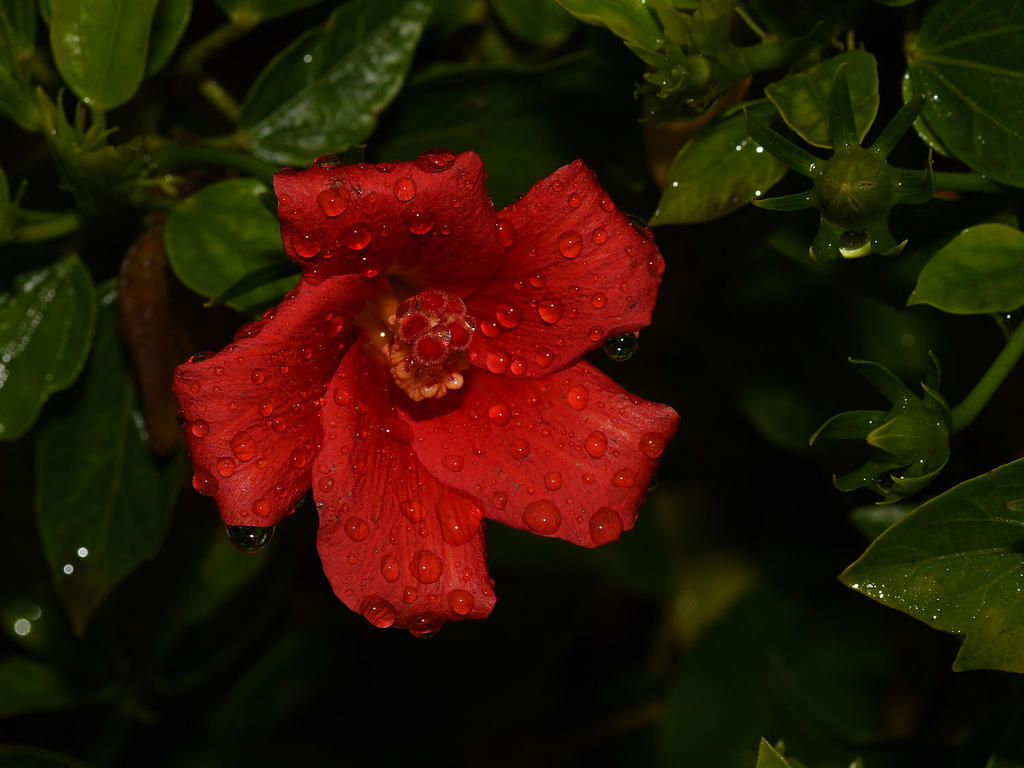 Hibiscus.jpg