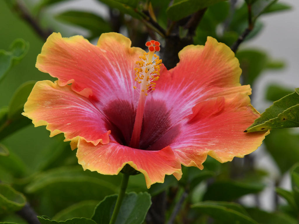 Hibiscus.jpg