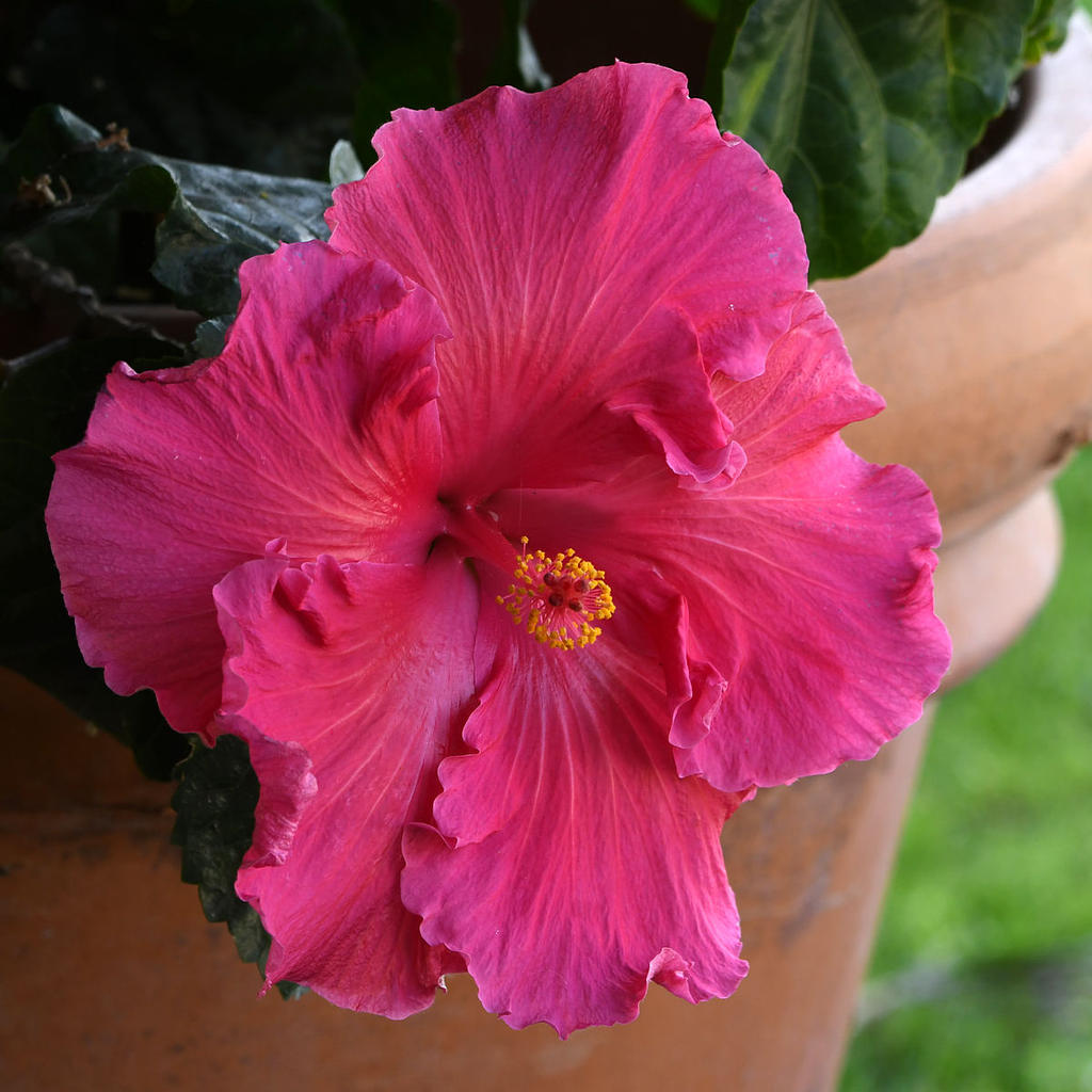 Hibiscus.jpg