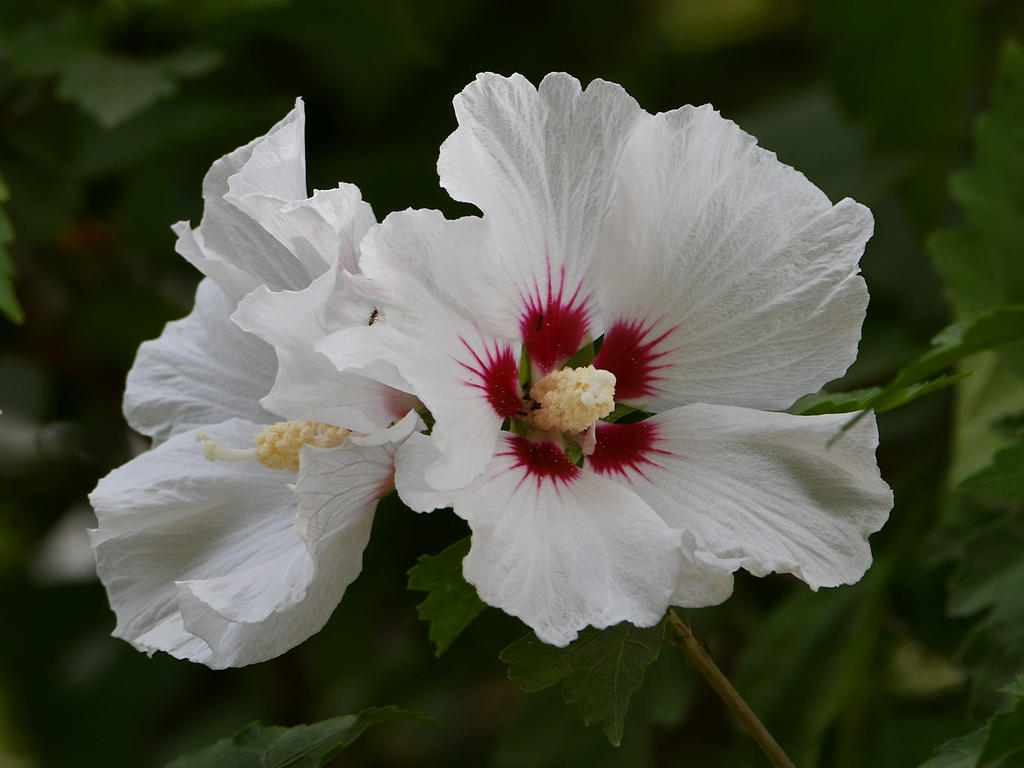 Hibiscus.jpg
