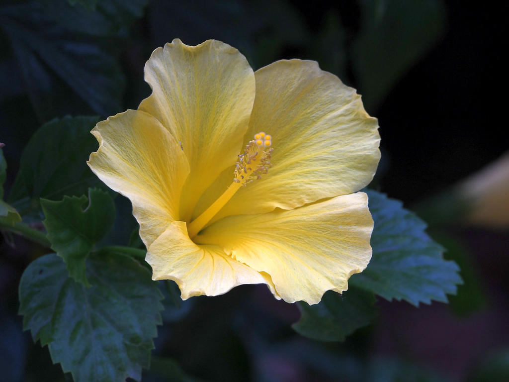 Hibiscus.jpg