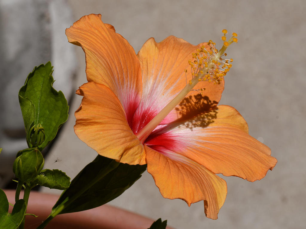 Hibiscus.jpg