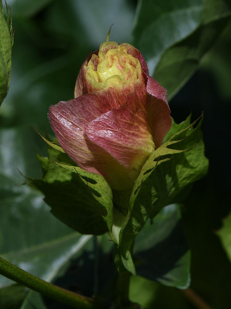 Hibiscus.jpg