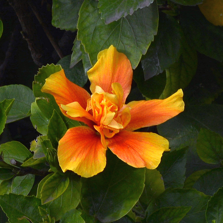 Hibiscus.jpg